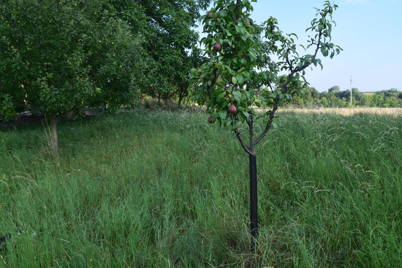 TreeFlex Tree Trunk Guards