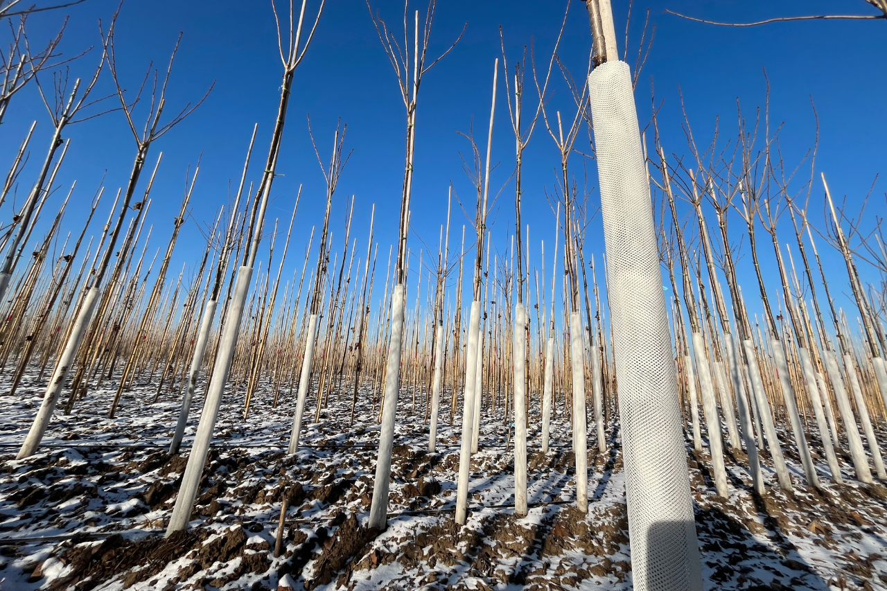 Bílé chráničky kmenů ochrání stromy před mrazem – Milmar